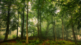 Welcome in the forest. Poster och Canvastavla