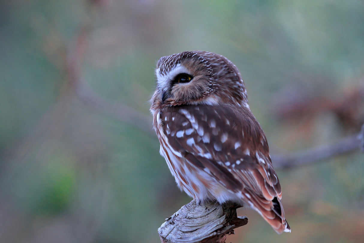 Northern Saw whet Owl Poster och Canvastavla