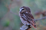 Northern Saw whet Owl Poster och Canvastavla