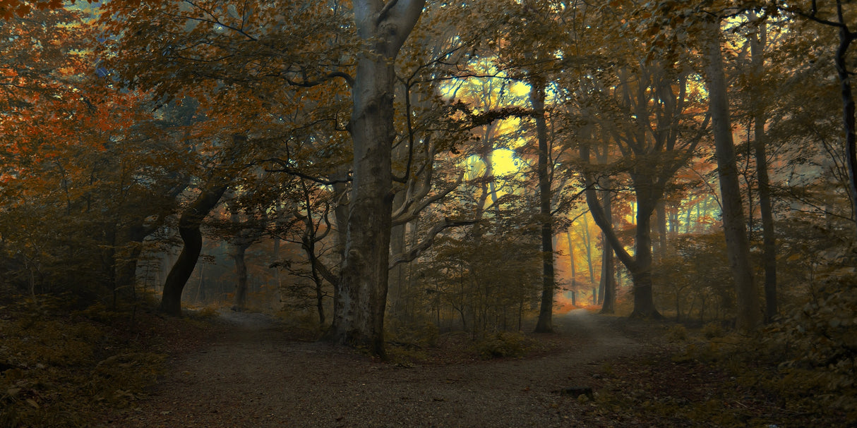 Which path Poster och Canvastavla