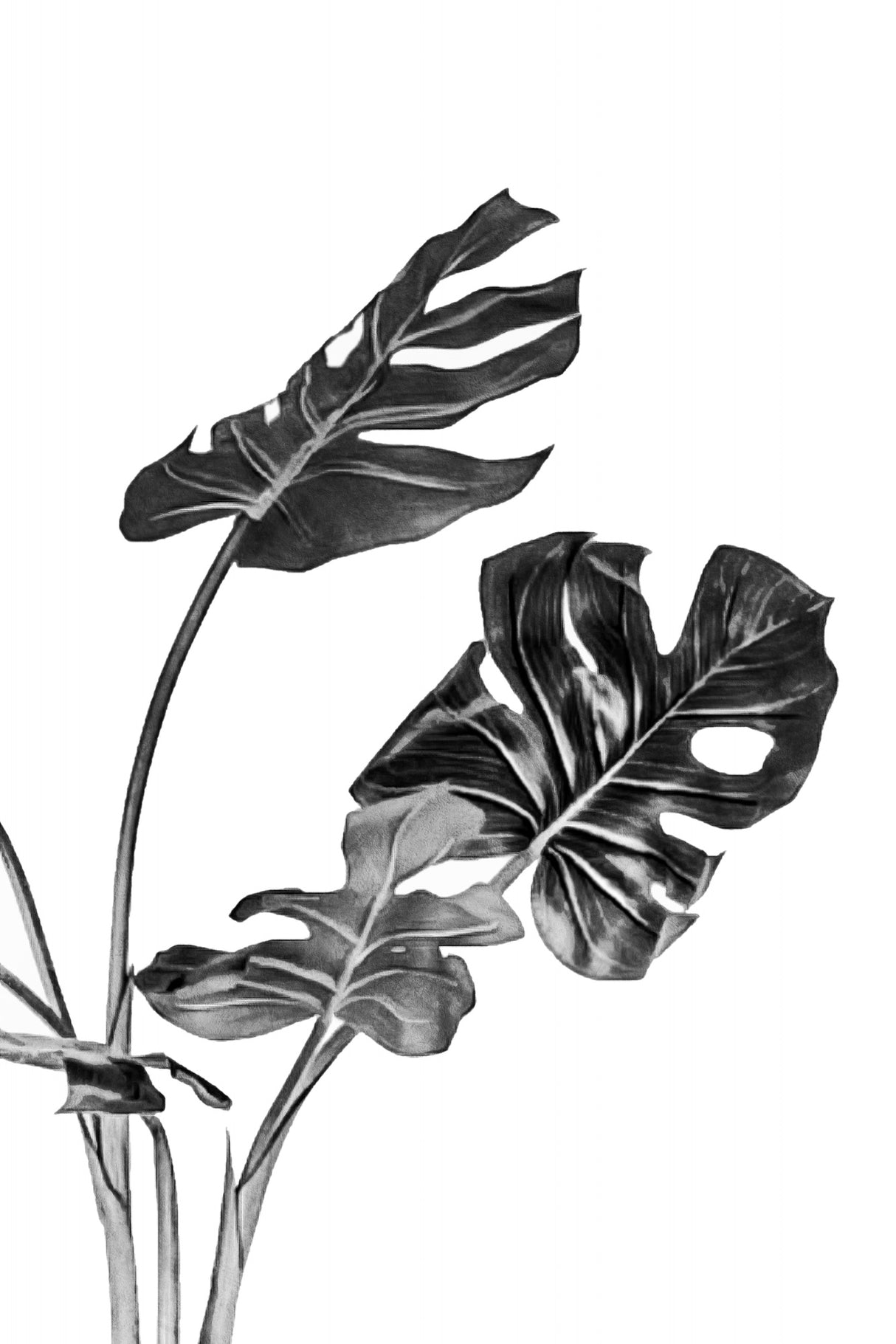 Monstera Black and White 02 Poster och Canvastavla