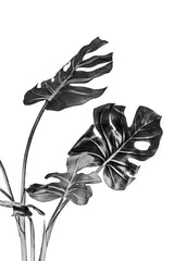 Monstera Black and White 02 Poster och Canvastavla