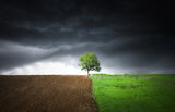 Lonely tree against a dramatic sky! Poster och Canvastavla