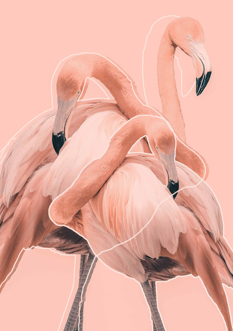 Flamingos poster