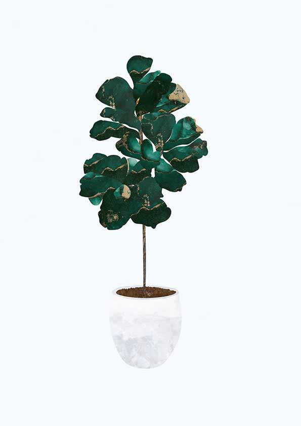 Fiolblad fig poster