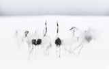 Calligraphic ballet Poster och Canvastavla