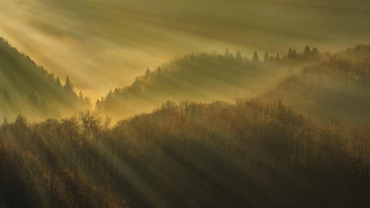 Rays of morning Poster och Canvastavla