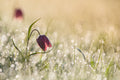 Morningdew Poster och Canvastavla