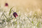 Morningdew Poster och Canvastavla
