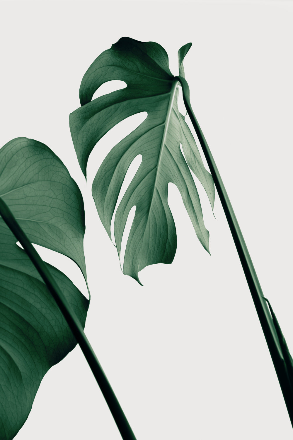Monstera Natural 17 Poster och Canvastavla