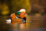 Mandarin duck Poster och Canvastavla