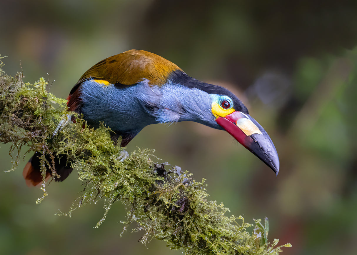 Toucan Poster och Canvastavla
