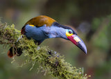 Toucan Poster och Canvastavla