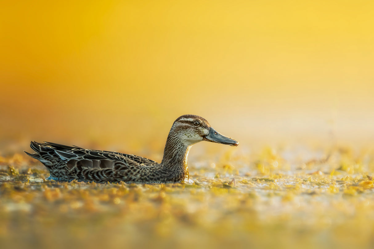 Garganey Poster och Canvastavla