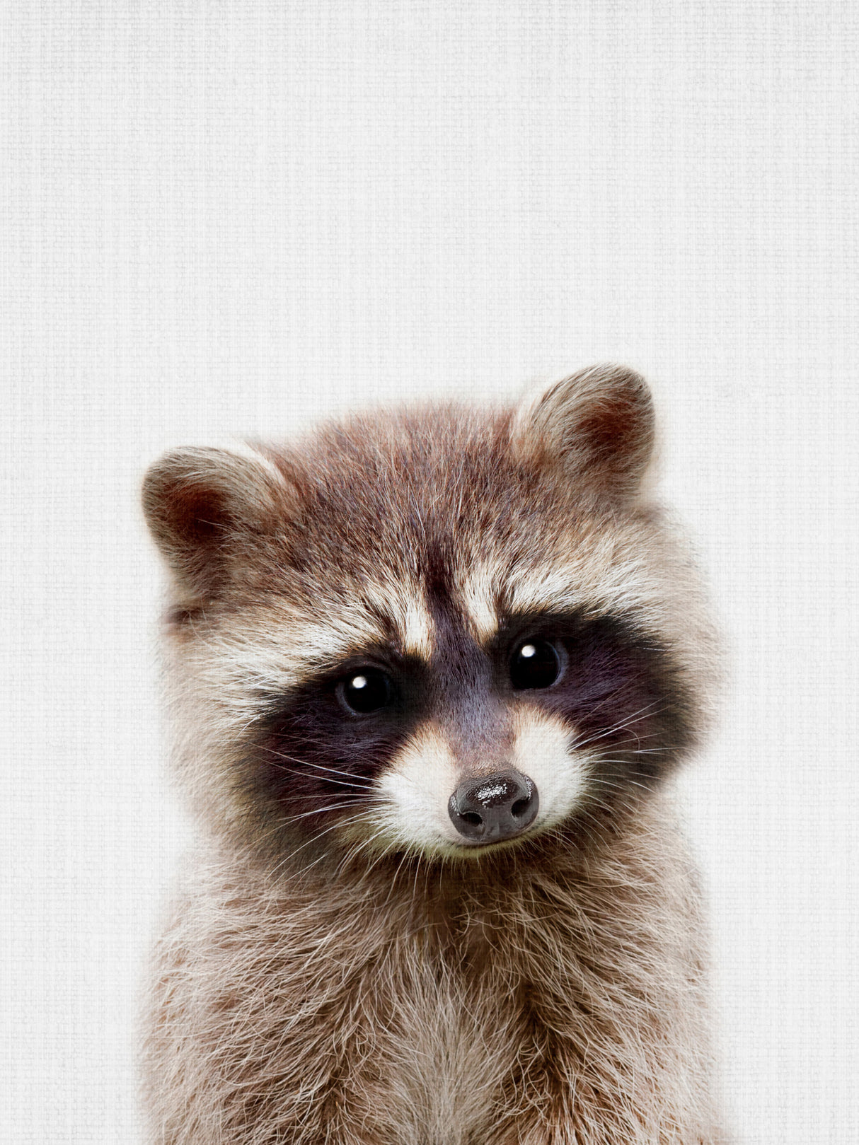 Peekaboo Raccoon Poster och Canvastavla