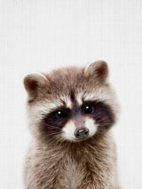 Peekaboo Raccoon Poster och Canvastavla
