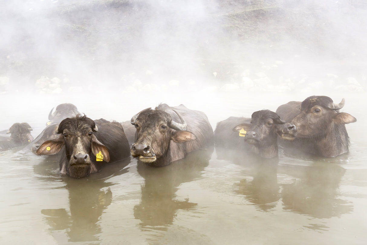 enjoying thermal water in the snow Poster och Canvastavla
