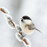 Willow tit in winter. Poster och Canvastavla