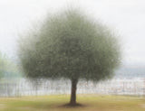 Tree in Croatia Poster och Canvastavla