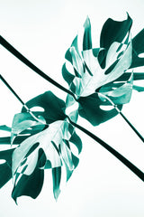 Monstera Kaleidoscope 08 Poster och Canvastavla