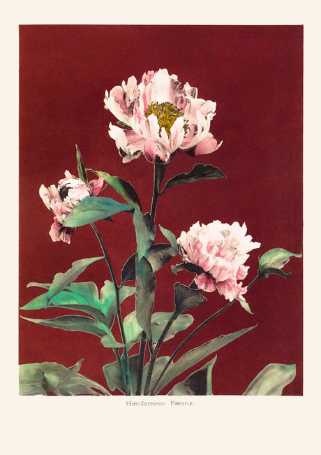 HAbrdaceous Peony  poster