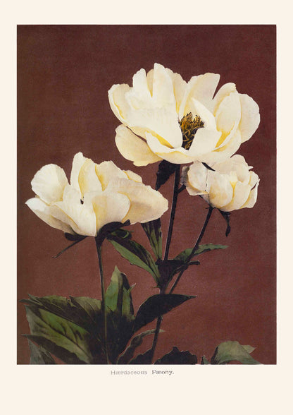 HAbrdaceous Peony poster