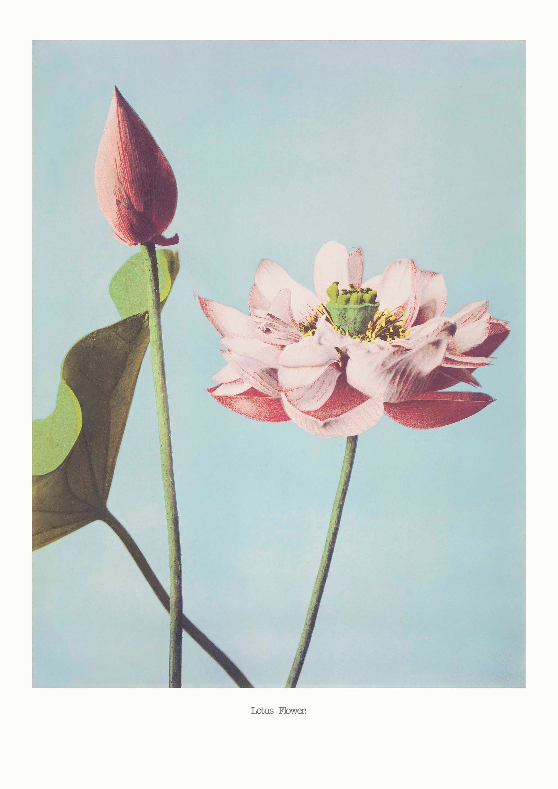 Lotus Flowers poster