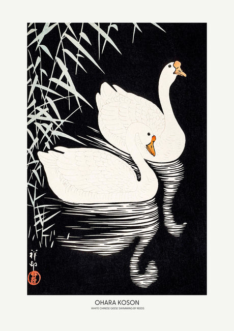 White Chinese Geese Swimming by Reeds poster