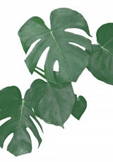 Monstera Aqua 01 Poster och Canvastavla