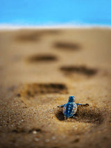 caretta caretta Poster och Canvastavla