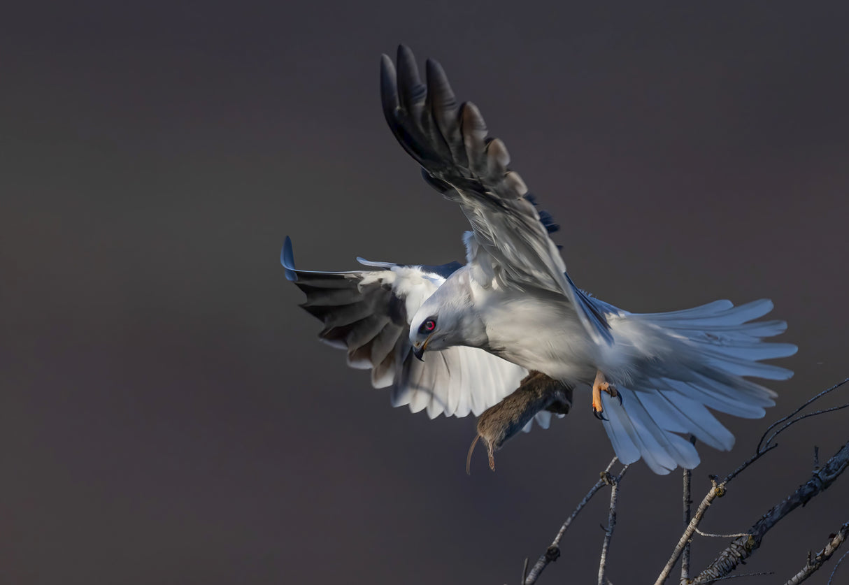White tailed kite Poster och Canvastavla