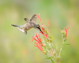 Ruby-throated Hummingbird Poster och Canvastavla