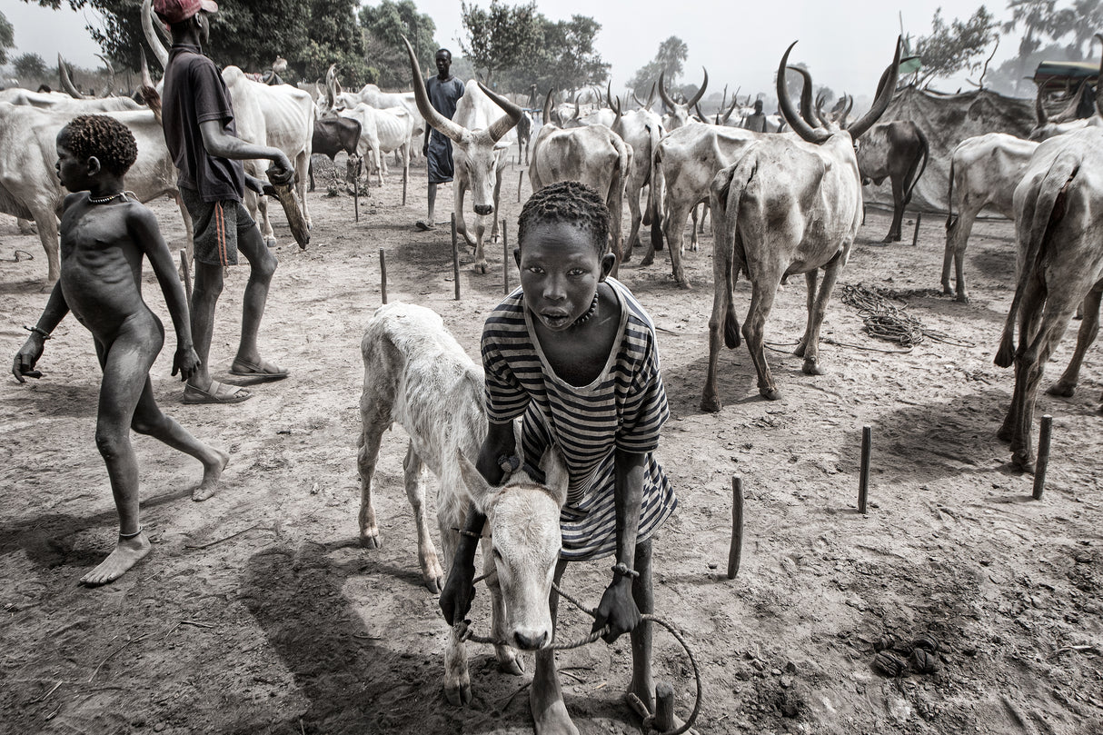 A scene of life in a mundari cattle camp - South Sudan Poster och Canvastavla