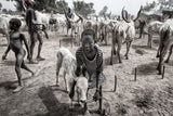 A scene of life in a mundari cattle camp - South Sudan Poster och Canvastavla