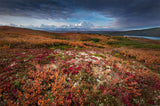 Denali in Fall color at sunrise, captuerd near Wonder Lake Camping Ground Poster och Canvastavla