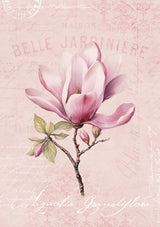 Magnolia Pink No1 Poster och Canvastavla