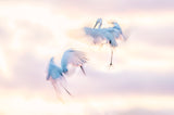 Ballet in the air Poster och Canvastavla