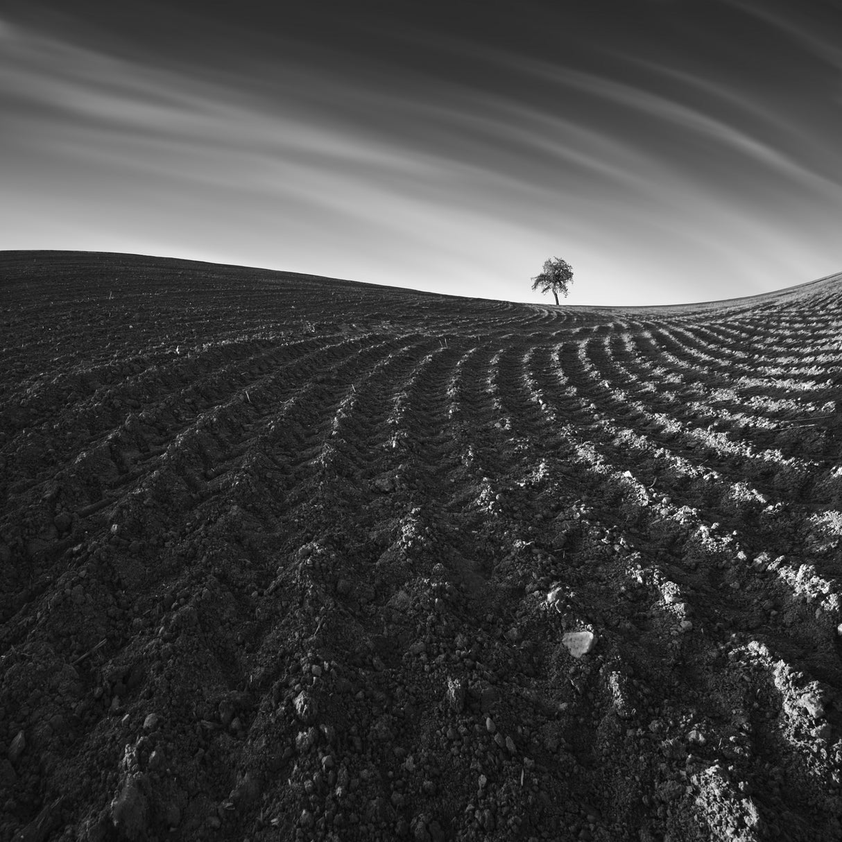 Field lines Poster och Canvastavla