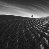 Field lines Poster och Canvastavla