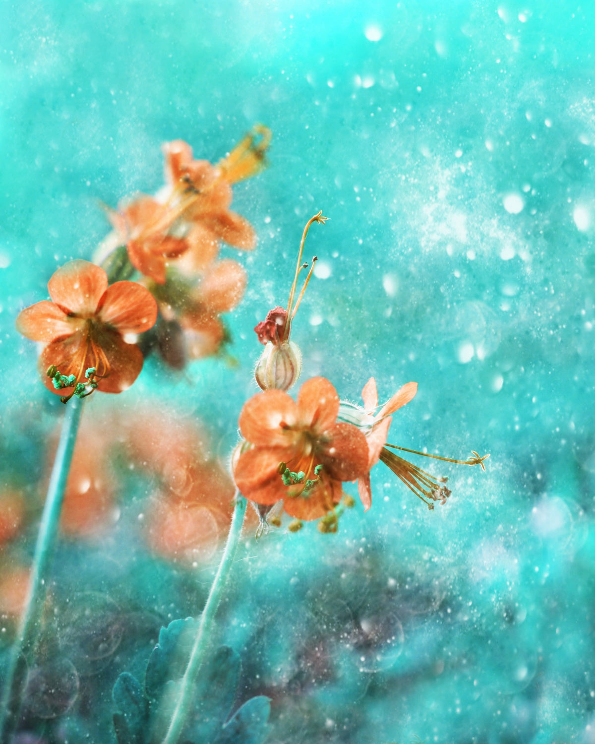 Dust of Snow Poster och Canvastavla