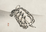 Turtle Poster och Canvastavla