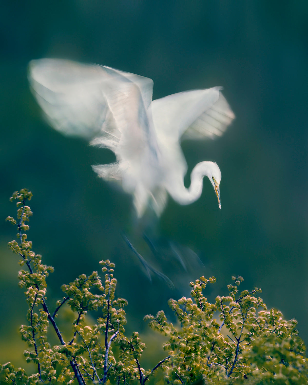 Slow Motion  Landing Poster och Canvastavla