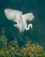 Slow Motion  Landing Poster och Canvastavla