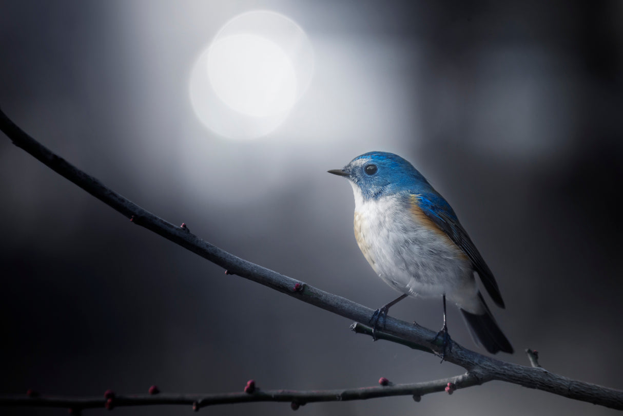 Blue Bird Poster och Canvastavla
