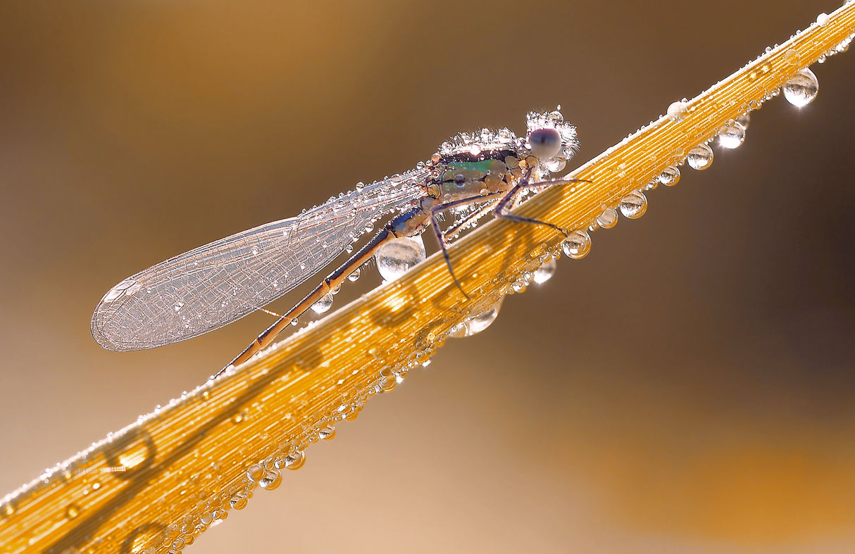 Nature is preparing for Christmas... Poster och Canvastavla