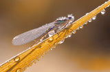 Nature is preparing for Christmas... Poster och Canvastavla