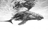 Humpback whale calf Poster och Canvastavla