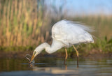 bird fishing Poster och Canvastavla