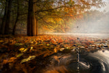 Drops between the autumn colors Poster och Canvastavla