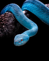 Calm Blue Insularis Poster och Canvastavla